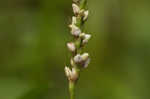 Swamp smartweed